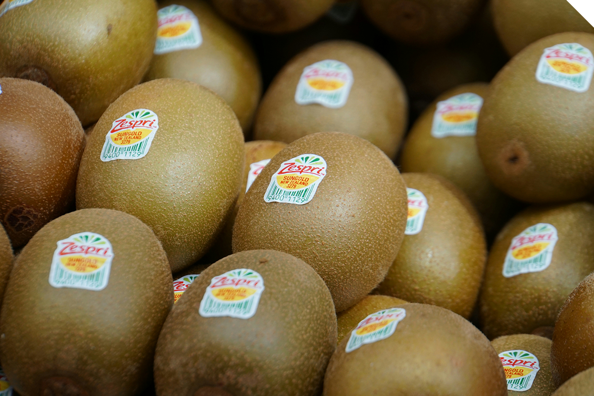 Protecting Precious Kiwi(fruit) at DMS Progrowers Te Puna